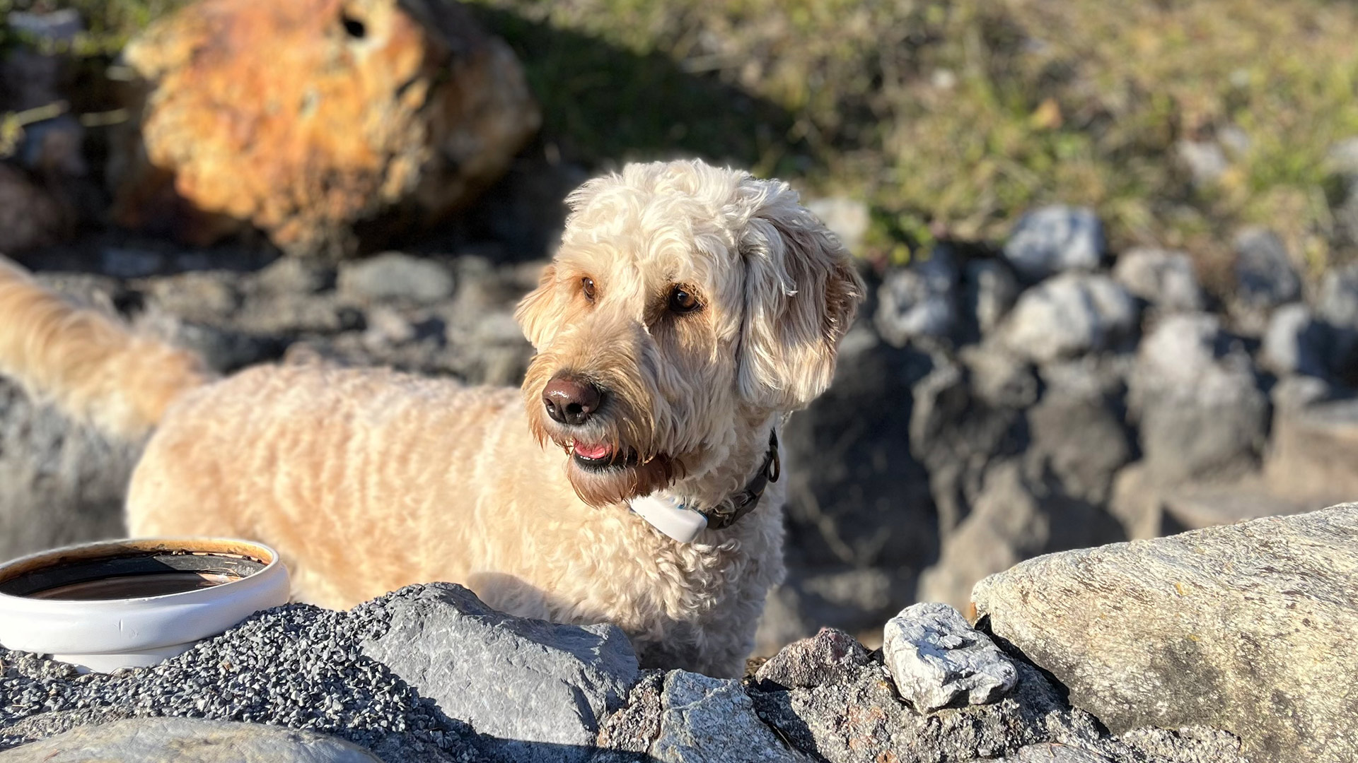 Familienhund Maja. Ein lockiger, heller Hund steht im Sonnenschein auf einem Steinweg mit Natursteinen und blickt nach rechts.